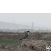 گونه ترمتای Merlin